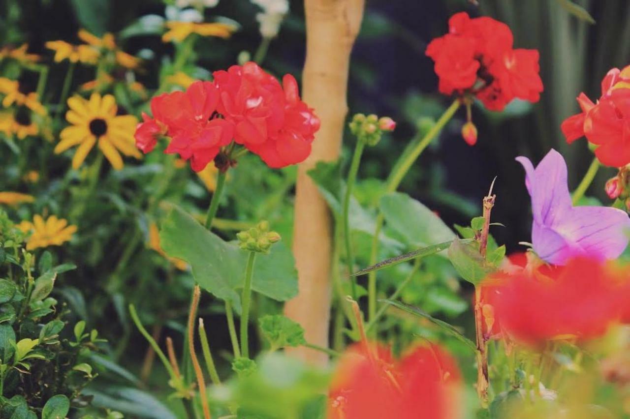 Glanmor Garden Apartment สวอนซี ภายนอก รูปภาพ